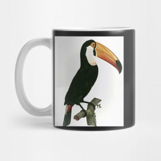 Toco toucan from Histoire Naturelle des Oiseaux de Paradis et Des Rolliers Mug